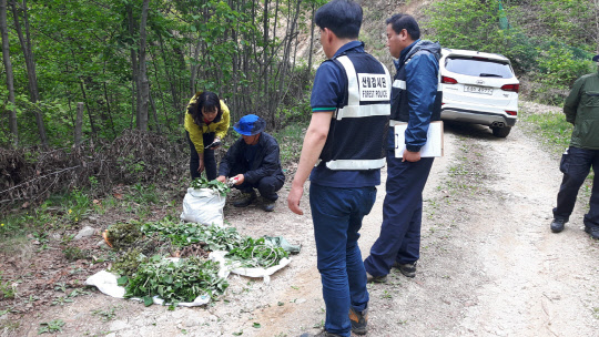 산림청 산림감시단이 불법 임산물 채취행위를 단속하고 있는 모습으로, 다음 달말 까지 산림특별사법경찰을 투입해 집중 단속을 벌인다.  산림청 제공